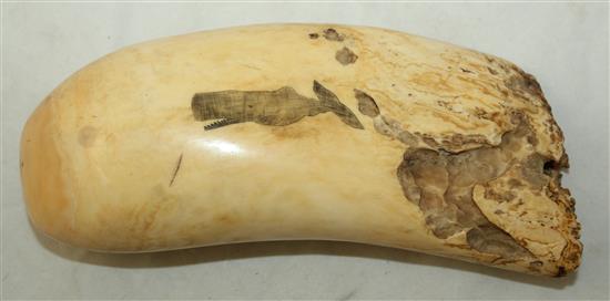 A scrimshaw whales tooth, 6.5in.